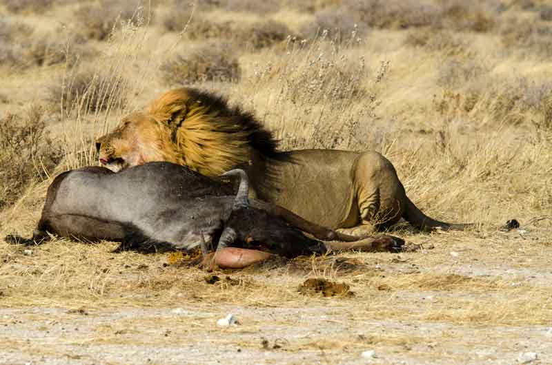 30 - Namibia - leones comiendo - parque nacional de Etosha